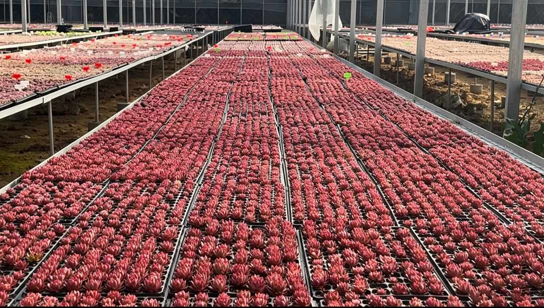 Succulent Export Quality: Why Root Maturity, Moisture Balance, and Pre-Shipment Hardening Matter
